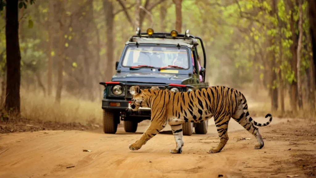 Bannerghatta Safari