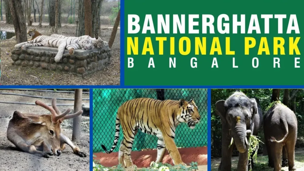 Bannerghatta National Park Safari