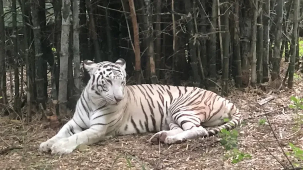 Bannerghatta National Park Location