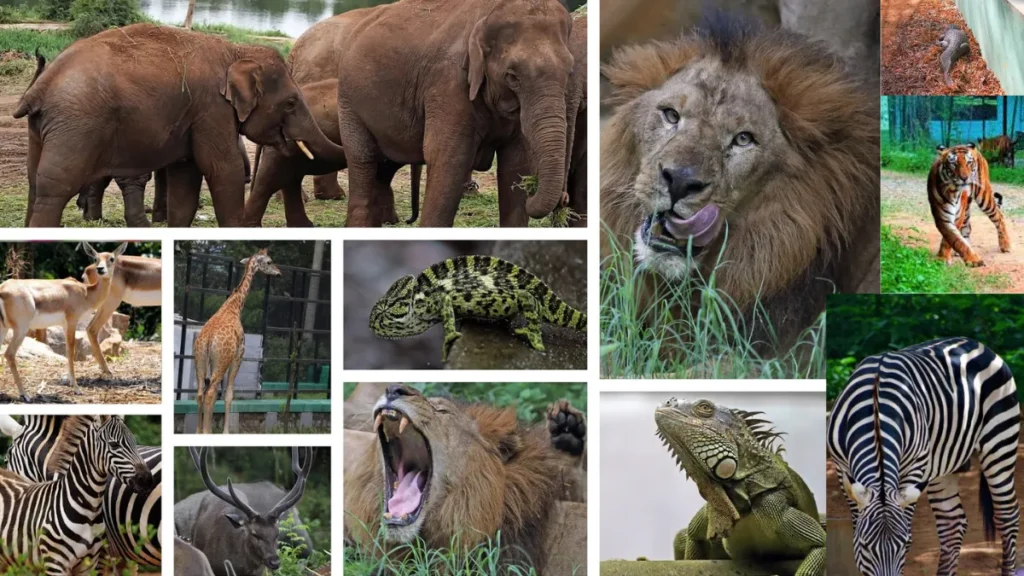 Bannerghatta National Park Animals