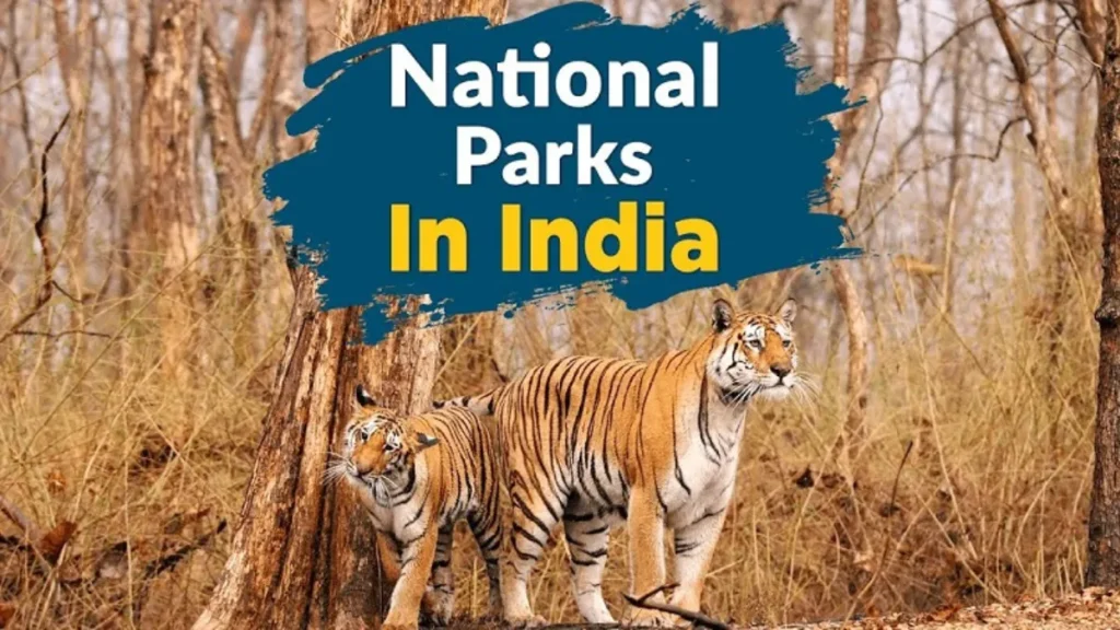 Jungle safari in India