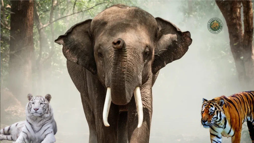 Bannerghatta National Park Ticket Price