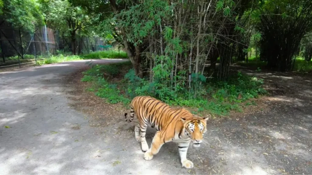बन्नेरघट्टानेशनल पार्क