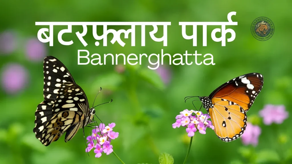 Butterfly Park Bannerghatta