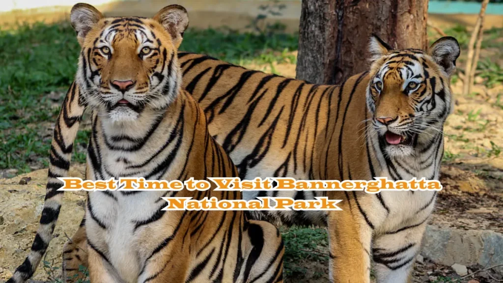Best Time to Visit Bannerghatta National Park