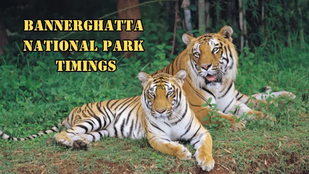 Bannerghatta National Park Timings