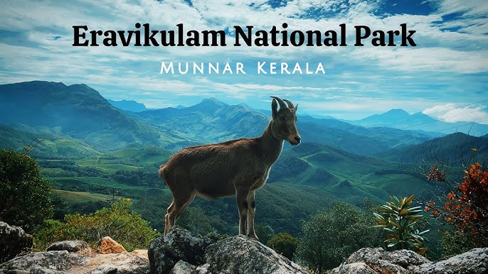 Eravikulam National Park Reviews