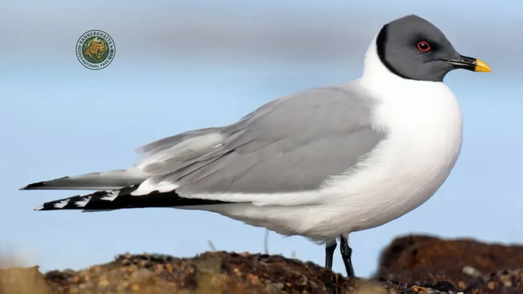 Nal Sarovar Bird Sanctuary