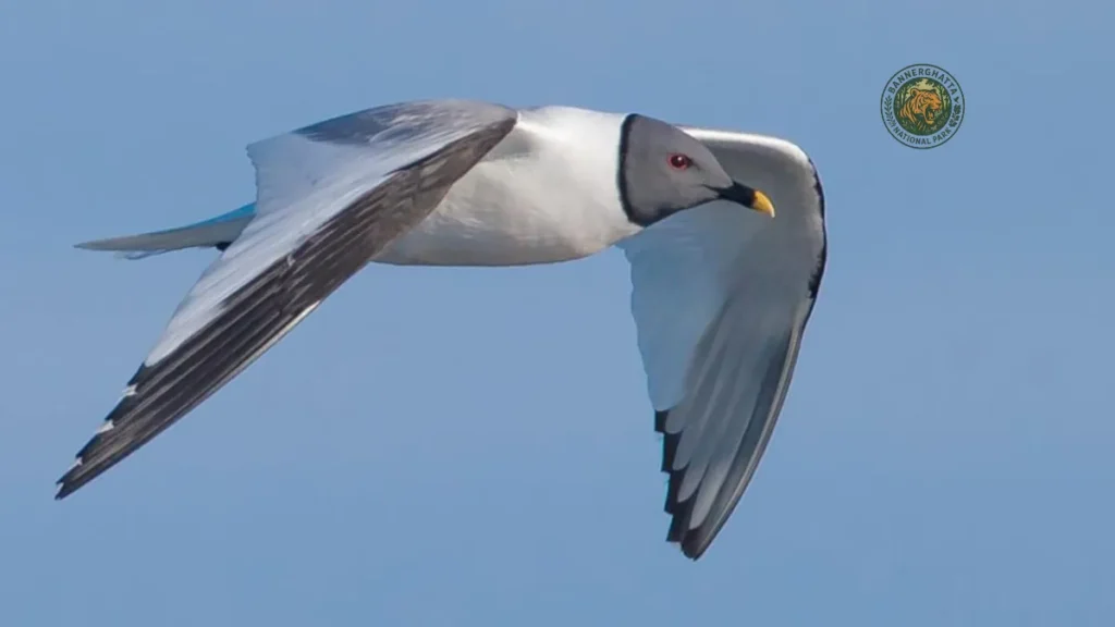 Nal Sarovar Bird Sanctuary