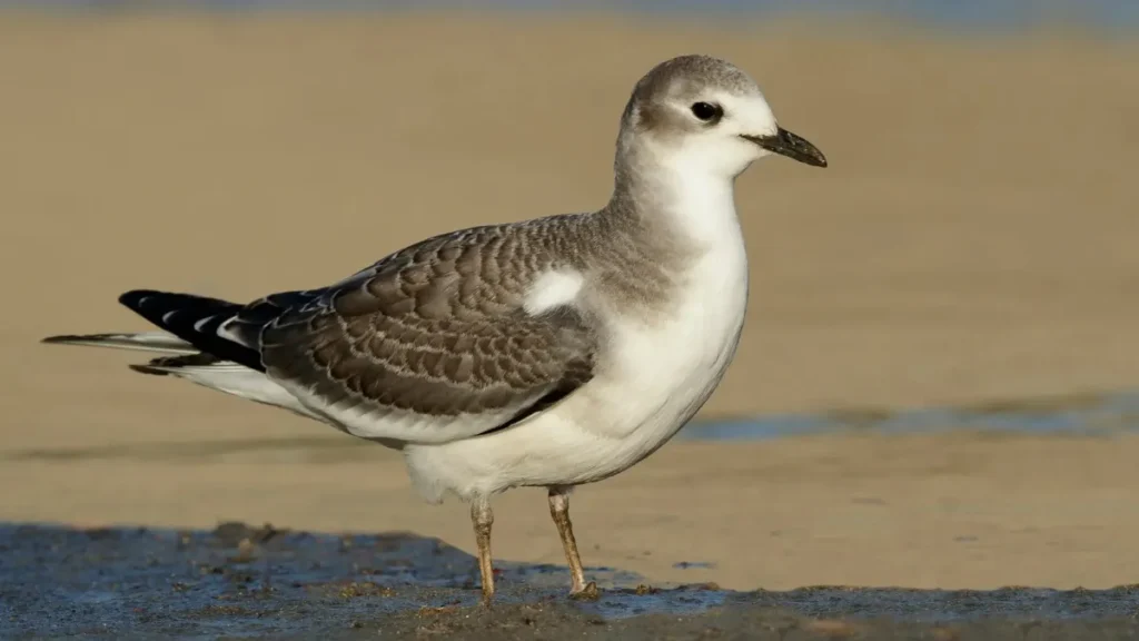 Nal Sarovar Bird Sanctuary