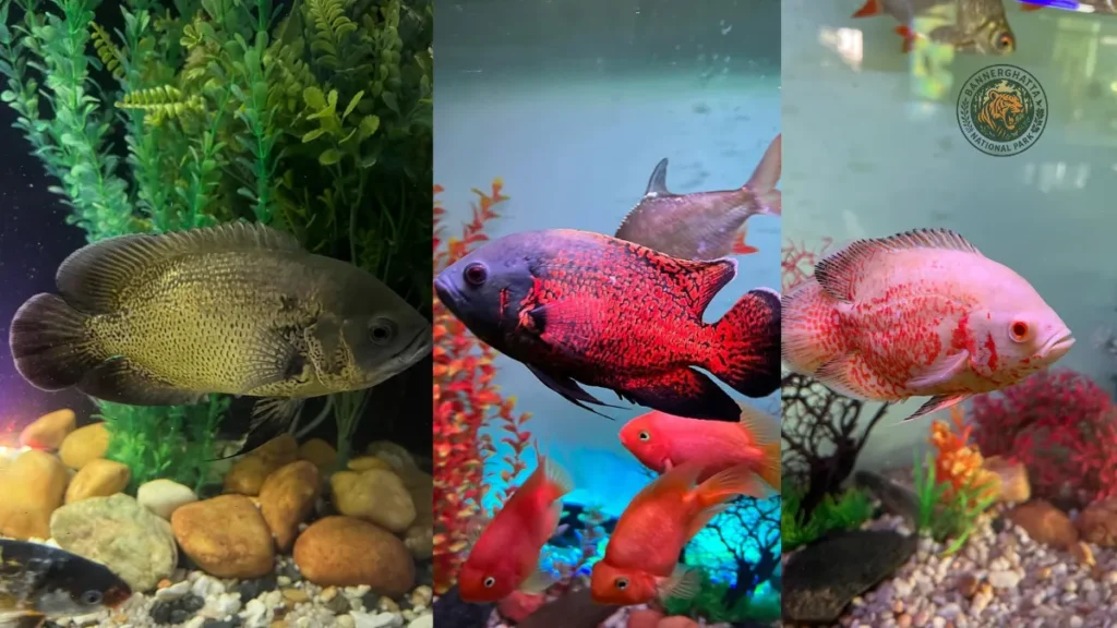 Beautiful Aquarium Fish