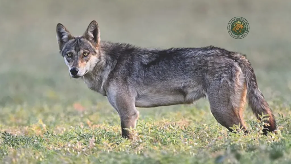 Indian Gray Wolf