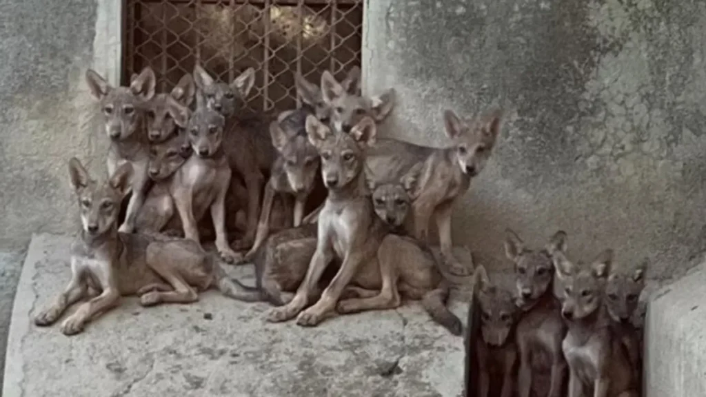 Indian Gray Wolf