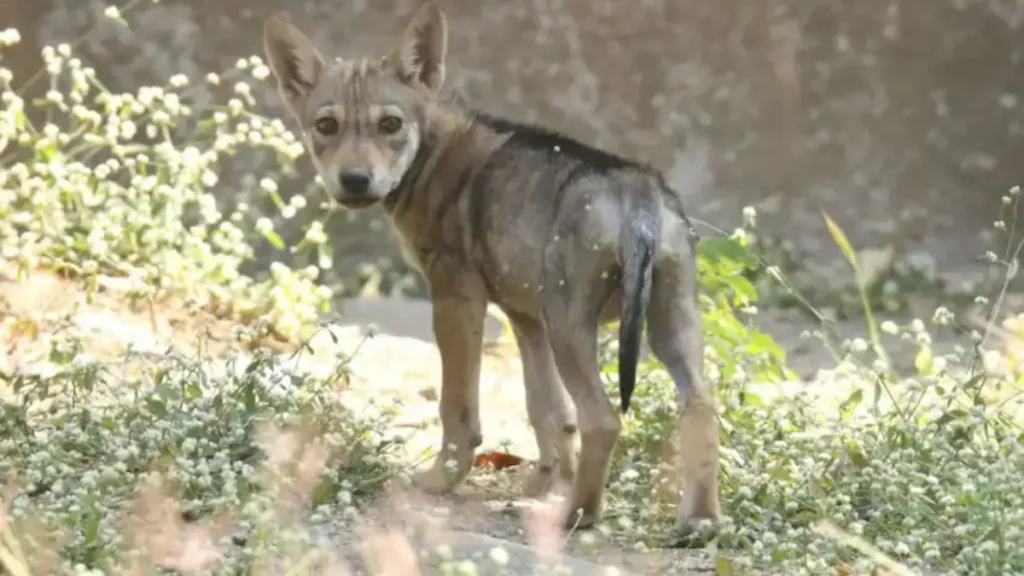 Indian Gray Wolf