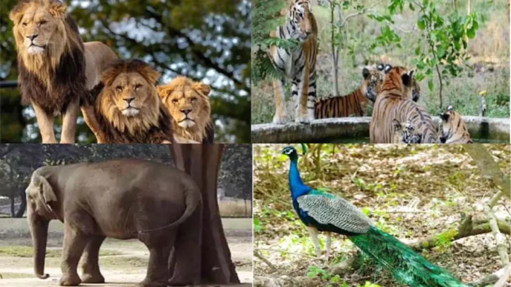 Bankhandi Zoo