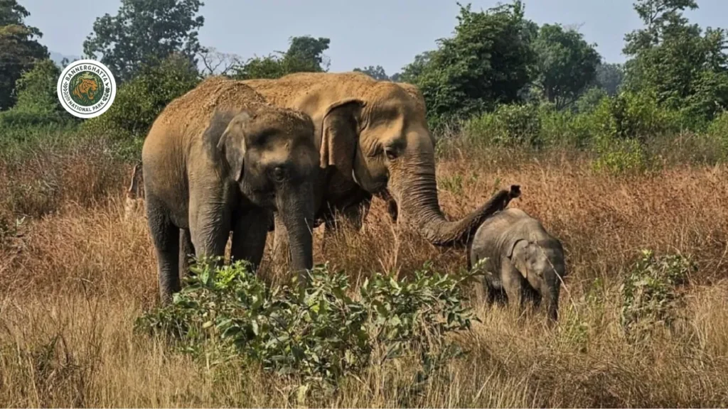 Panna Tiger Reserve