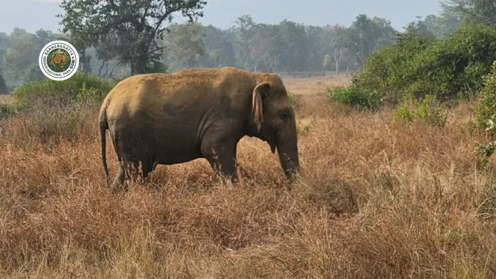 Panna Tiger Reserve