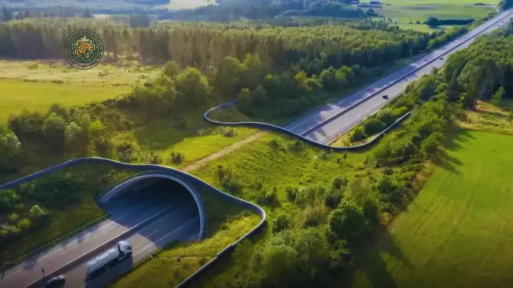 Animal Overpass Corridor