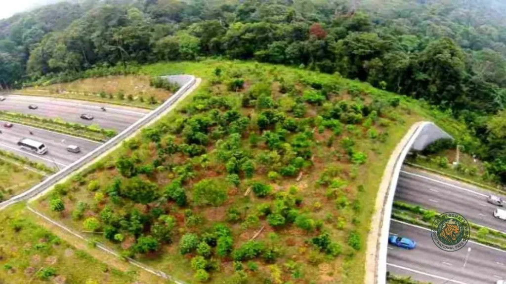 Animal Overpass Corridor