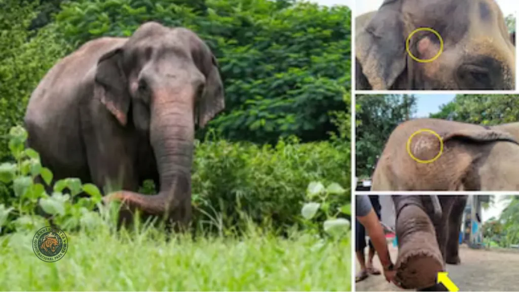 Why Mahadevi Elephant Shifted to Vantara