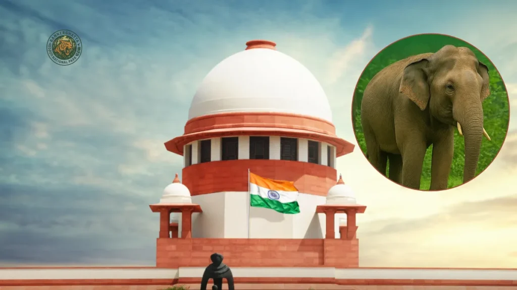 Vantara-Elephant Mahadevi