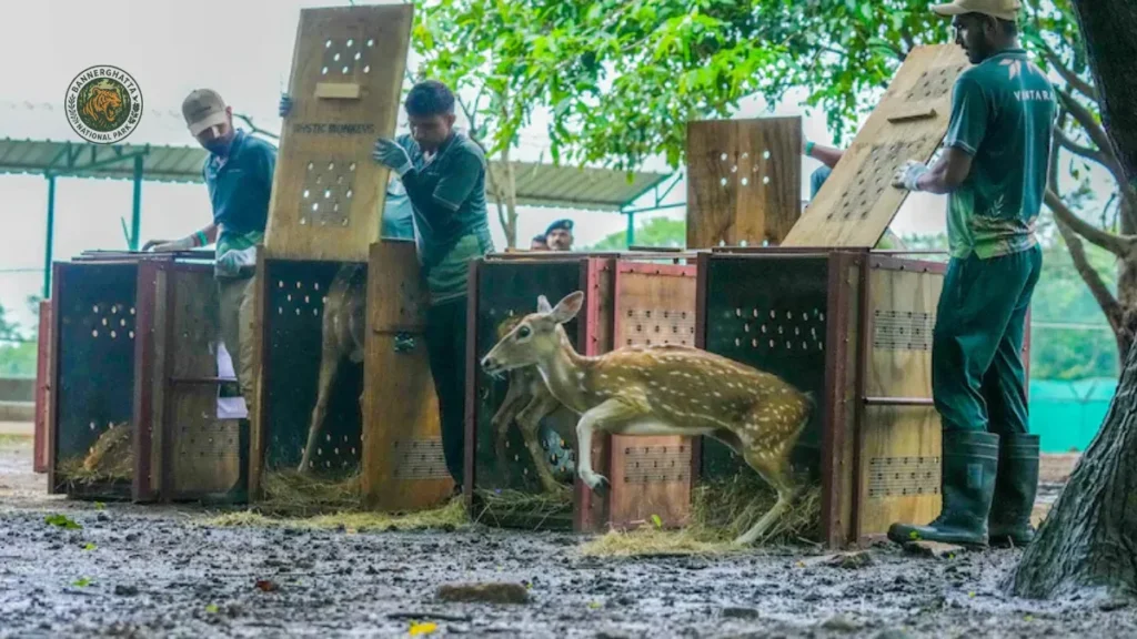 Vantara Released 33 Deer