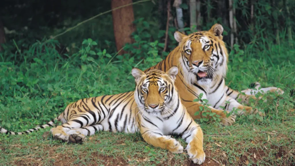 Bannerghatta Zoo